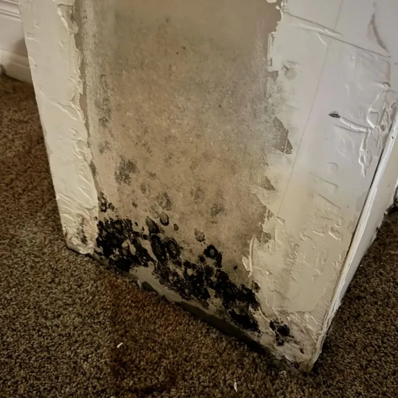 Professional Mold Removal in Jefferson County, IN